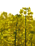SX18094 Field of yellow Rape (Brassica napus).jpg